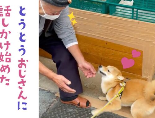 おじさんと日本語で挨拶を交わす柴犬さん | PECO