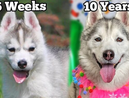 My Husky Puppy Growing Up 6 Weeks to 10 Years - Unseen Clips