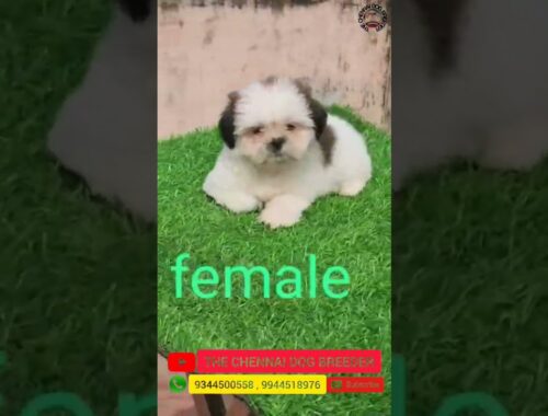 Shih Tzu Male And Female Puppies Available In Chennai #shorts #shihtzu