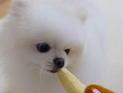 小さいバナナを食べてみるポメラニアン
