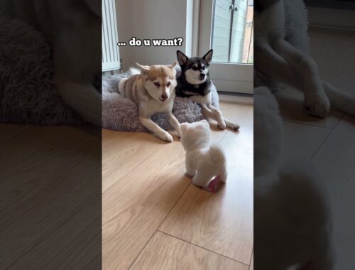 Pranking My Dramatic Mini Huskies With A Squeaky Cat