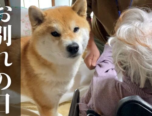 実家最終日、ひぃばあちゃん(91歳)との別れを惜しむ柴犬