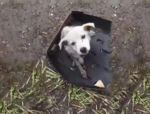 Heartless owner dumped paralyzed puppy on the street, he's dragging in wet & cold begging for help