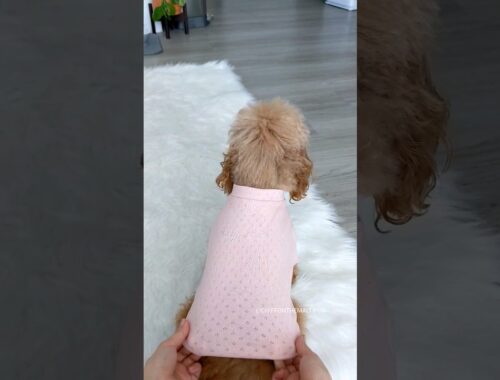 My dog puts on an adorable pink Wednesday play time outfit! #shorts #dog