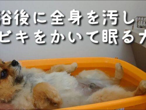 ポメラニアンのポチ：入浴後に全身を汚しイビキをかいて眠る犬【ポロリあり】