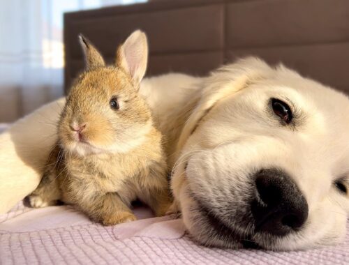 Cute Golden Retriever Puppy and Tiny Bunny