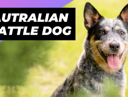 Australian Cattle Dog 🐶 The Ultimate Herding Dog