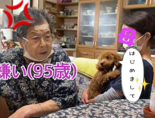 犬嫌いな９５歳ひいおばあちゃんとトイプードルの顔合わせ動画【方言字幕あり】