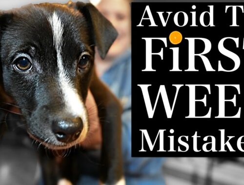 Avoid THESE Puppy Training First Week MISTAKES!