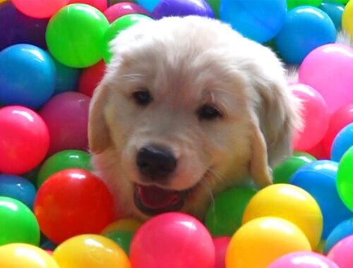 9 Week Old Golden Retriever Puppy Having Fun In A Ball Pit