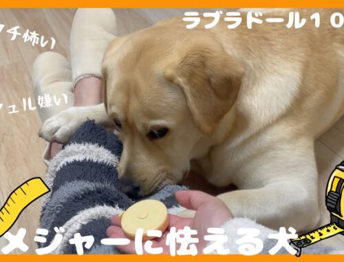 【ラブラドールレトリーバー】子犬１０ヶ月　メジャーが怖い犬
