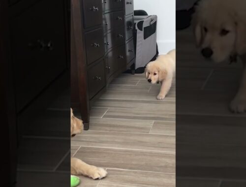 Cute Puppy Tries to Sneak Attack Older Brother!