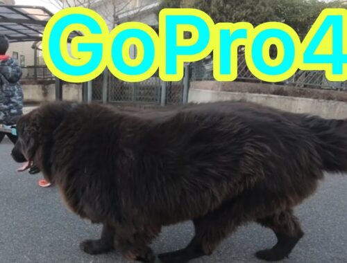 GoPro6 4k 超大型犬 ニューファンドランド グレートデーン BOSS＆Queen Giantdog newfoundlanddog　Great Danedog 渡辺ボス