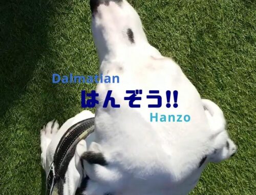 はんぞう!!【ダルメシアン】｜Hanzo!!【Dalmatian】