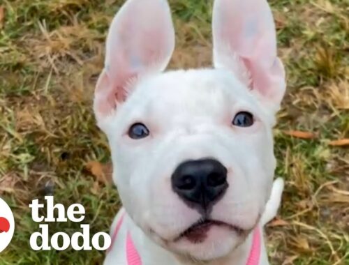 Pittie Puppy Found All Alone Turns Foster Family's House Upside Down | The Dodo