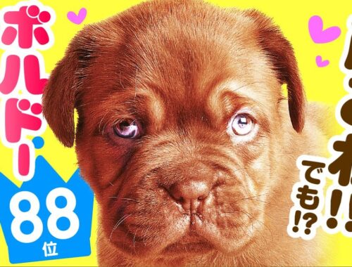 ❤️人気88位【ボルドー・マスティフってどんな犬？】子犬の価格や性格、寿命、飼いやすさは？ カワイイ動画でチェック！