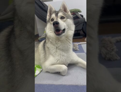 【恐怖】飼い主の後ろをひたすら見つめるハスキー犬… #シベリアンハスキー