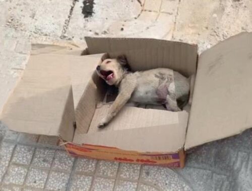 Poor Puppy Kept Crying In Agony, Unable To Stand Or Walk, Lied Hopelessly In A Box...