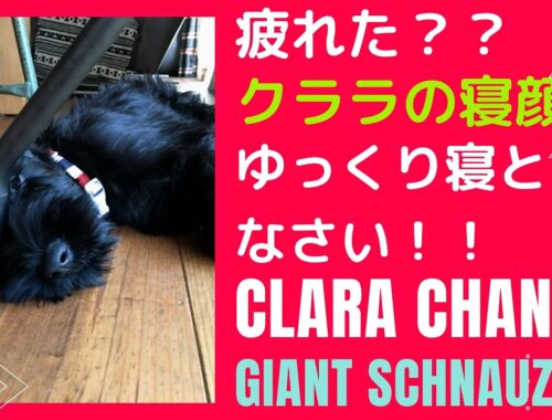 【大型犬　子犬】クララゆっくり寝なさい(ジャイアントシュナウザー)[Large dog puppy] Clara sleep slowly (Giant Schnauzer)