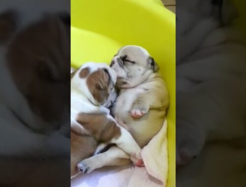 Adorable Bulldog Puppies Give Kisses to Each Other!
