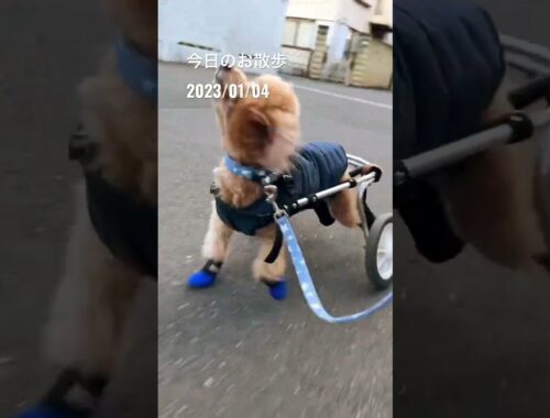 今日のお散歩　#shorts #トイプードル #toypoodle #車椅子犬