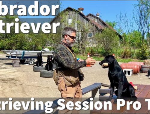 Labrador Retriever Puppy Training - Retrieving Session Excerpt