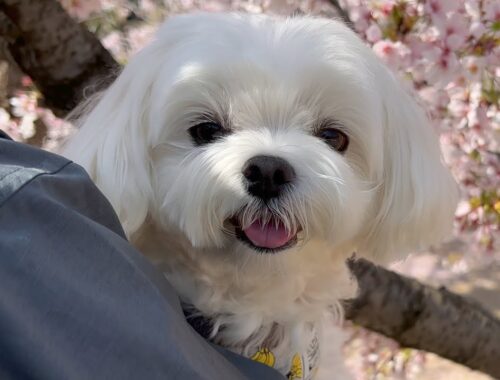満開の桜を見ても全く興味がない犬が可愛すぎた【マルチーズ】