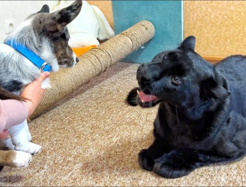 Cardigan Welsh Corgi puppy meets a wild cat Panther Luna and a Rottweiler Venza