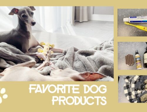 イタグレにおすすめの愛用品を紹介します【イタリアングレーハウンド】〜Favorite dog products〜