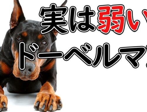 【ドーベルマン】本には載っていないパンク町田の犬種図鑑