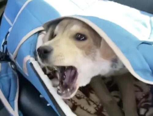 The puppy cried out in pain and begged for help as soon as she got in the car