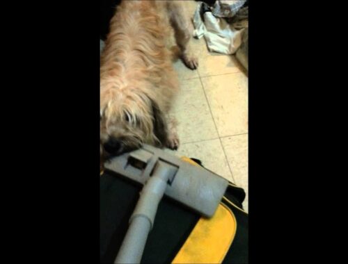 Nissa the Tibetan Terrier doesn't like the Vacuum