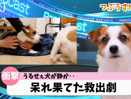 【ニュース】愛犬が毛布にハマって（？）出られなくなっていました/ジャックラッセルテリア