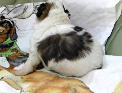 チャイニーズクレステッドドッグの子犬2011.04.05-2