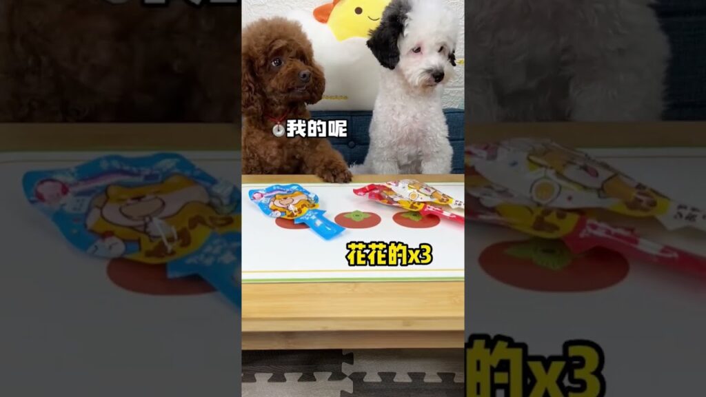 Cutest Pets - Adorable Cute Puppies - Watch baby animals in funny and cute videos #42