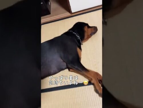【大型犬】初めての畳で即寝落ちするロットワイラー