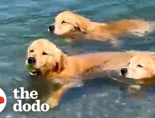 Golden Retrievers Teach Their Puppy Brother To Swim | The Dodo