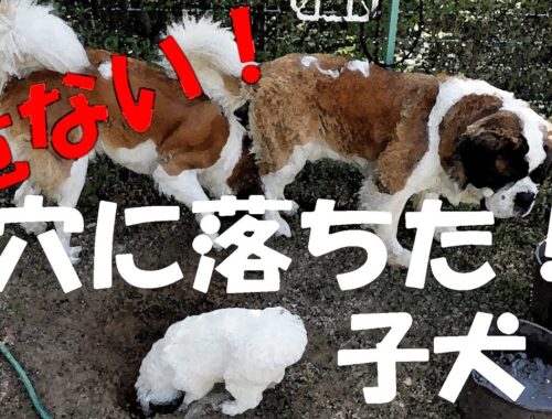 【穴に落ちた子犬】超大型犬セントバーナード　[Puppy that fell into a hole] St. Bernard, a very large dog.