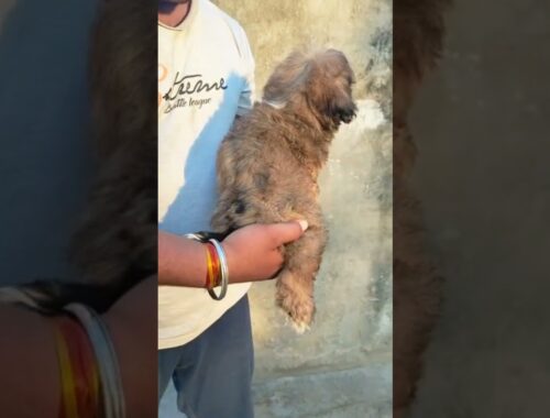 7500148796🤙 Dehradun haridwar Roorkee pet shop Lhasa puppy for sale all India delivery #lhasaapso