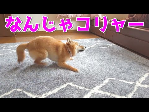 【なんじゃコリャー】新しいカーペットに大興奮な柴犬　Overjoyed with new carpet