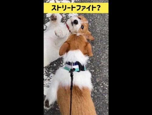 【ストリートファイト？】ジャックラッセルテリアの女の子マーレ Jack Russell Terrier Puppy #shorts