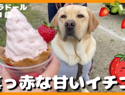 【ラブラドールレトリーバー】真っ赤な甘いイチゴにヨダレが止まらない大型犬１歳
