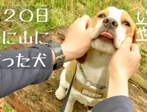 120日ぶりにビーグル犬と六甲山を歩いた話