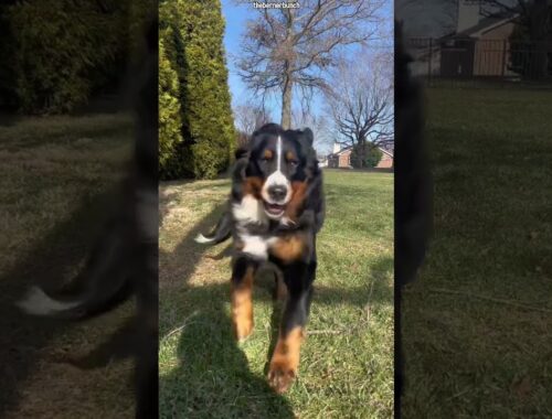 Time Flies When You Own a Dog | Puppy Transformation | Now vs Then #bernesemountaindog  #dogvideo