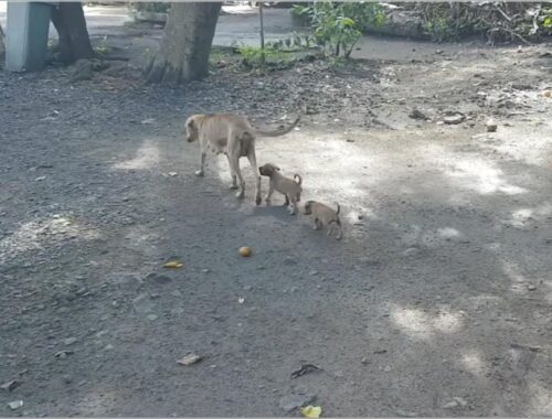 An emaciated mom dog given everything to her puppies on the street!