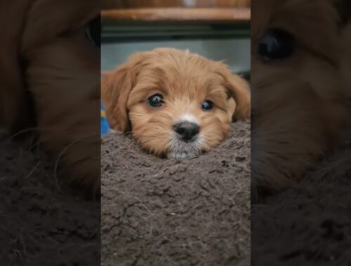 Cute Puppy #puppy #trending #viral #youtubeshorts #shorts