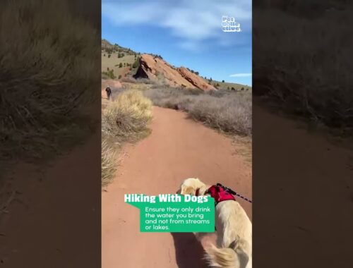 Puppy Becomes Expert Hiker With Help From His Humans!