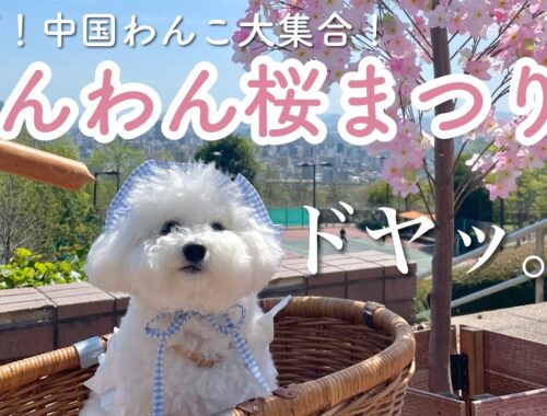 【犬フェス】イベントに慣れドヤ顔当然で参加するビション子犬 ｜ vlog