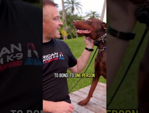 3 Reasons Why YOU Should Get a Doberman