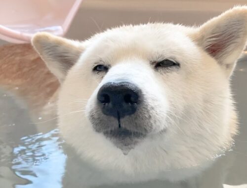 一番風呂に入る柴犬